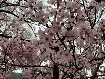 高遠へお花見に！！