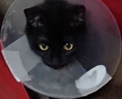 猫のいる暮らし①