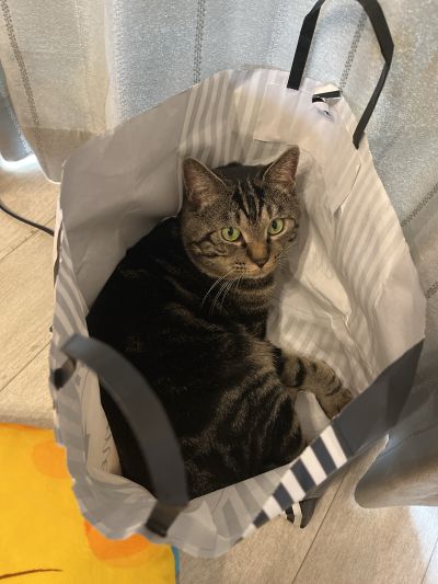 猫のいる暮らし②