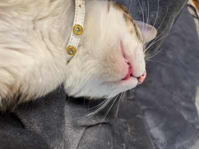 猫のいる暮らし③
